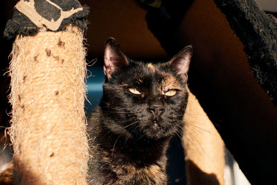 Close-up portrait of cat with eyes