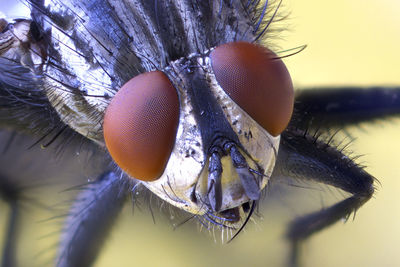 Close-up of an insect