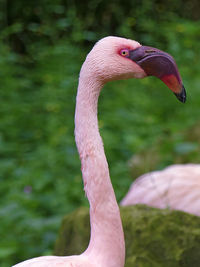 Side view of flamingo