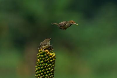 Close-up of bird perching on leaf