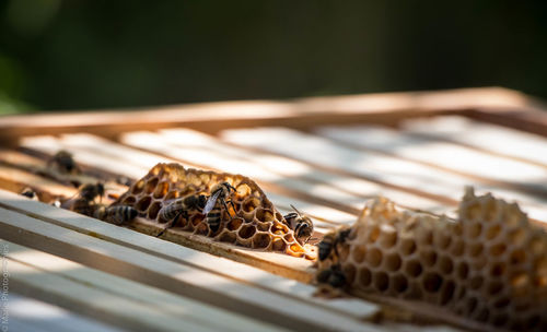 Close-up of bees