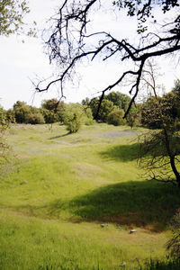 Bare trees on landscape against sky