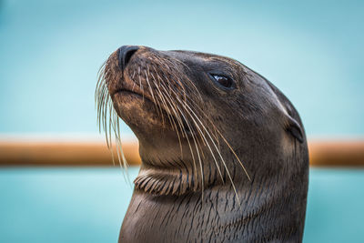 Close-up sea lion