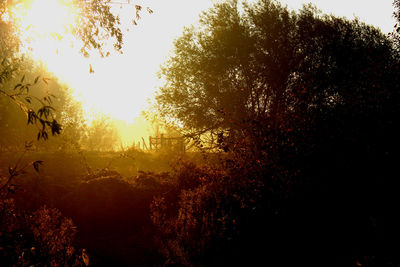 Sunlight streaming through trees in forest during sunset