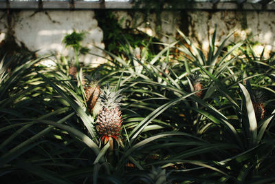 Close-up of plants growing on field