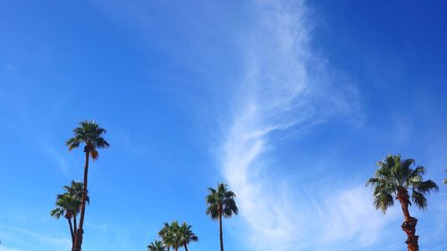 Low angle view of coconut palm trees against blue sky