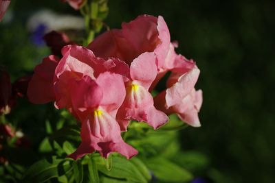 Close-up of pink flowers blooming outdoors