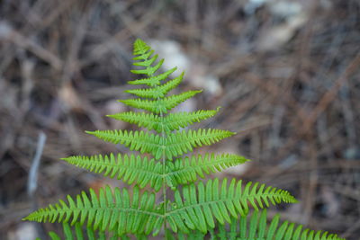 High angle view of fern leaves on tree