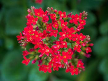 Close-up of red flowering plant in park