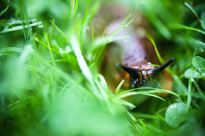 Close-up of insect on grass