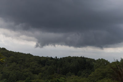 Trees and plants against cloudy sky