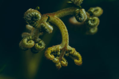 Macro details of curling fern tips