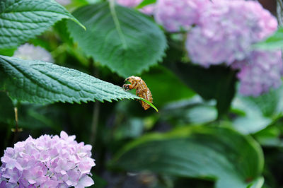 Close-up of butterfly on flower