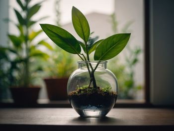 Close-up of potted plant on table