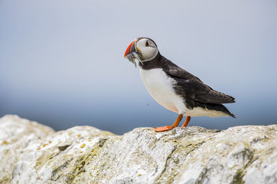 Side view of atlantic puffin carrying fish in mouth while perching on rock against sky