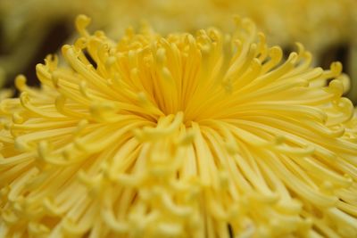 Close-up of yellow chrysanthemum