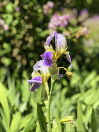 Close-up of purple flowering plant