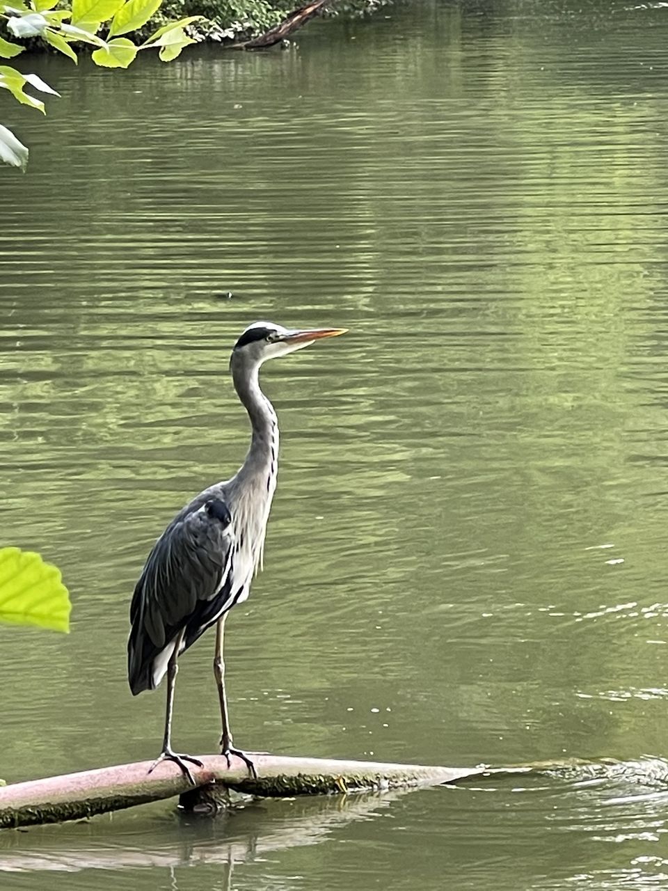 BIRD PERCHING ON A LAKE