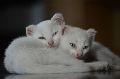 Close-up portrait of cats
