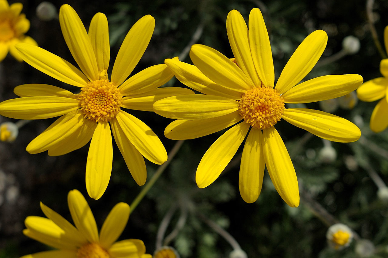 CLOSE-UP OF YELLOW FLOWERS