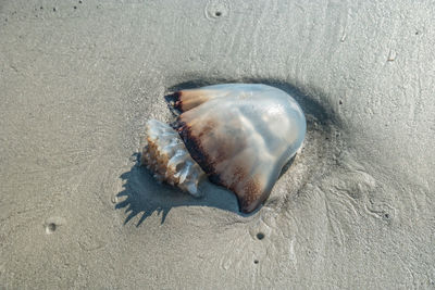 High angle view of crab on beach