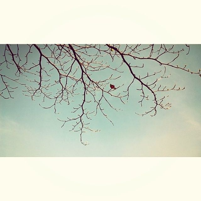 branch, bare tree, low angle view, transfer print, tree, auto post production filter, clear sky, nature, sky, beauty in nature, leaf, no people, day, outdoors, copy space, tranquility, backgrounds, twig, growth, close-up