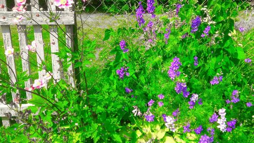 Close-up of purple flowers blooming in field