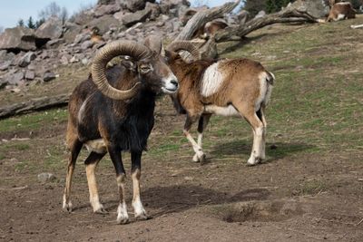 Horses standing outdoors