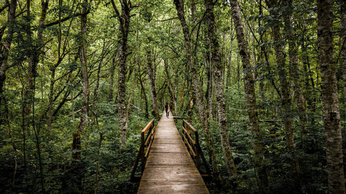 Mid distance of woman walking on footbridge amidst trees in forest