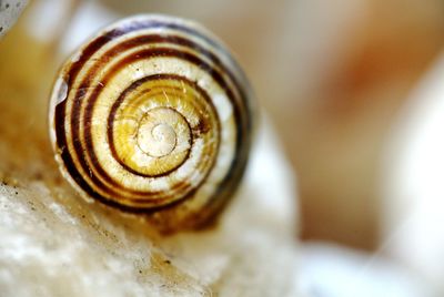 Close-up of snail