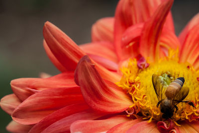 Close-up of orange day lily blooming outdoors