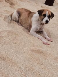 High angle view of dog resting on sand