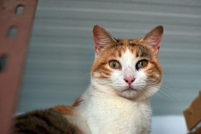 Portrait of ginger cat