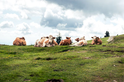 Horses in a field