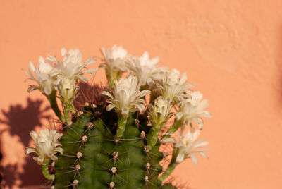 Close-up of white flowering plant against wall