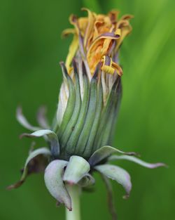 Close-up of flowering plant