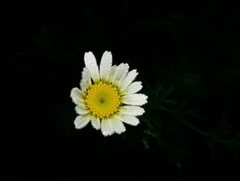 Close-up of daisy flower