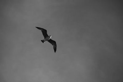 Low angle view of bird flying against sky