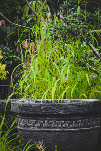 High angle view of potted plants on field