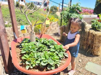 Girl admiring growing strawberry plant in wheelbarrow