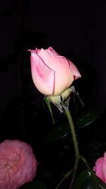 Close-up of pink flower blooming at night