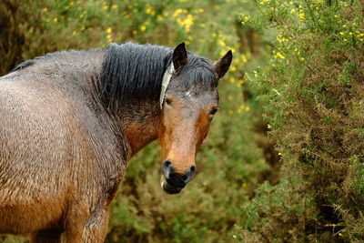 Close-up of a horse