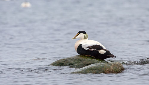Bird on rock
