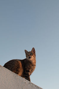 Low angle view of cat against clear sky