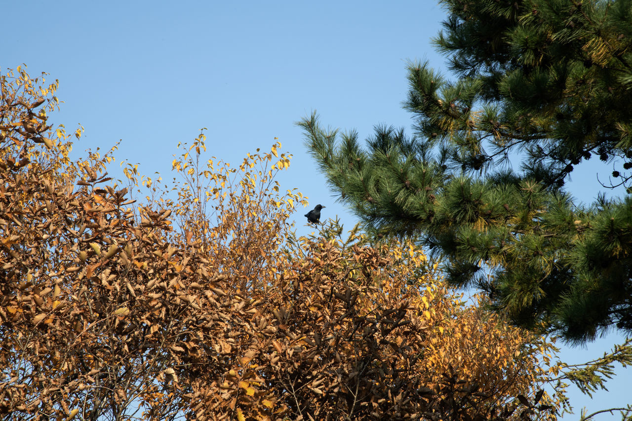 tree, plant, nature, leaf, autumn, sky, growth, no people, branch, beauty in nature, low angle view, day, clear sky, sunlight, outdoors, flower, animal wildlife, grass, tranquility, forest, blue, animal themes, animal, sunny, wildlife