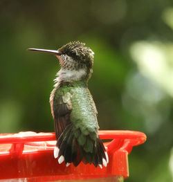 Close-up of bird perching on feeder