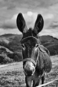 Portrait of horse on field