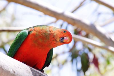 Close-up of parrot perching on tree