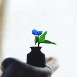 Close-up of hand holding flower