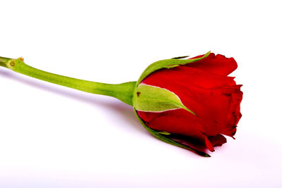 Close-up of red rose against white background